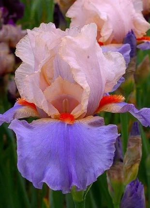 Iris Germanica 'French Cancan'