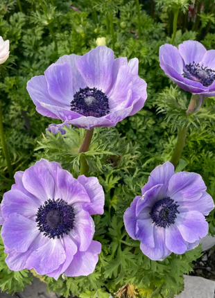 🌸Double Anemone Seeds