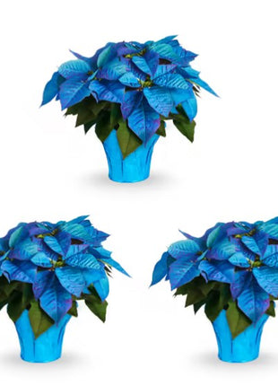 Christmas Star Flower Poinsettia Pot Seeds