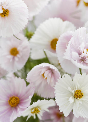 COSMOS CUPCAKE BLUSH FLOWER SEEDS