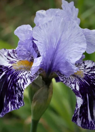 Iris germanica 'Millennium Falcon'