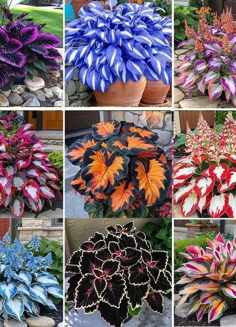 800+pcs Mixed Color Hosta Seeds – Shade-Loving Perennials with Stunning Foliage, Easy to Grow, Low Maintenance, Perfect for Pots & Garden Beds