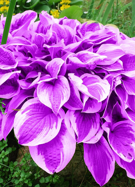 Hosta Seeds Perennial Grow Easily