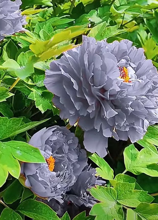 Rare Black Peony Seeds