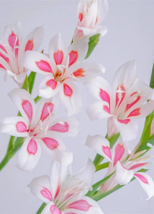 Cat's Claw Gladiolus 🩷 pink and cute