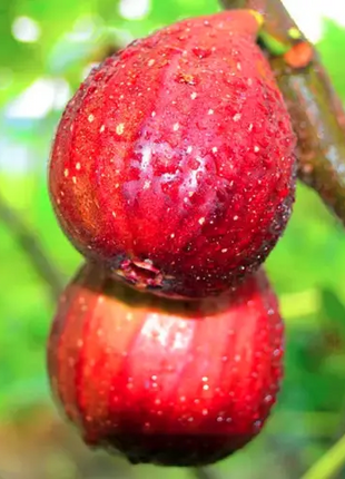 Fig Tree Seeds (Ficus carica), Sweet Fruit Shrub