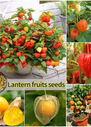 🍒Golden Berry Seeds Lantern Fruit Seeds—Golden Fruit