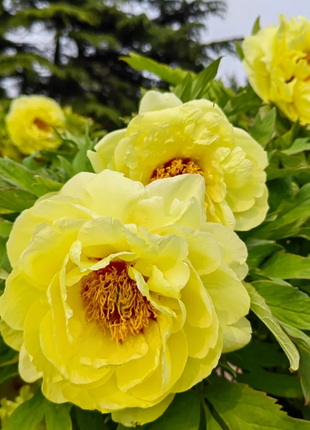 🌺Chinese Peony Flower Seeds—Mixed Color Plants—Home Garden Flower Seeds