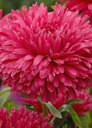King Size Red