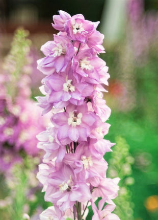 50+ seed Unique, Baby pink blooms Larkspur Seed