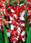 3 Bulbs / Red White