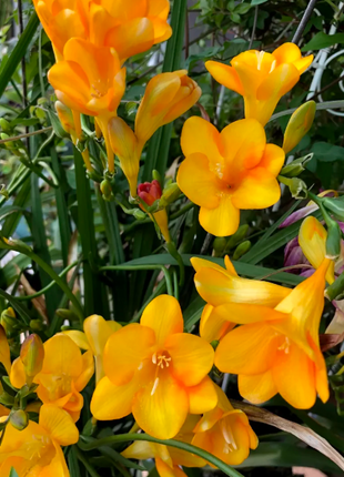 💐Freesia Bulbs