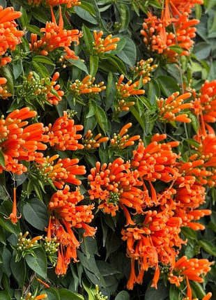 Mixed Climbing Flower Seeds -Over 30 kinds mixed