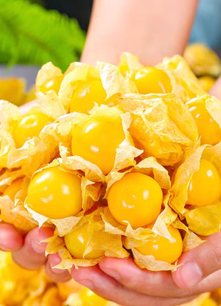 Super Verde Tomatillo Seeds