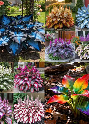 🔥Premium Rare Hosta Seeds🌿Shade-Tolerant Plant