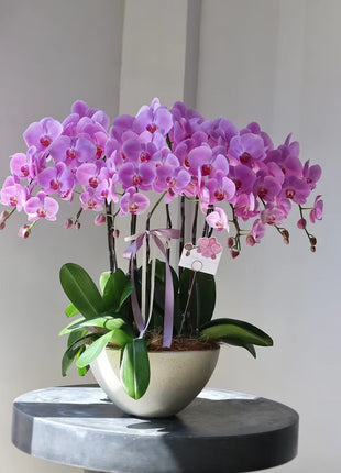 Phalaenopsis Seeds