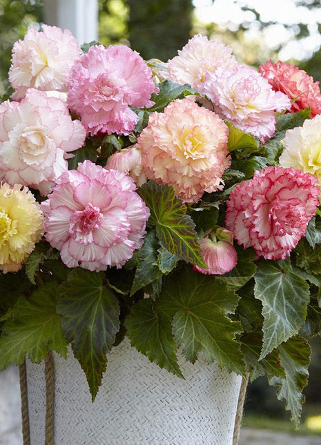 Lacy Edged Begonia