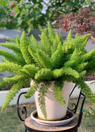 Asparagus Meyeri 'Foxtail Fern' Seeds