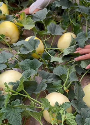 Lazy Melon Seeds