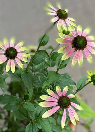 Purple Coneflower Seeds Echinacea Purpurea Seeds