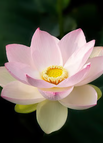 Soft Pink / 20 Seeds