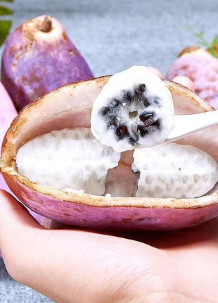Stauntonia Latifolia Seeds-Organic Food