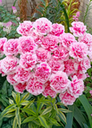 Pink / 200 Seeds