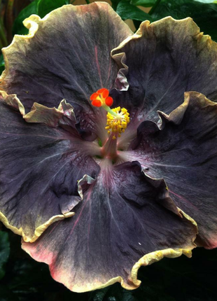 50PCS Rare Black Pink Purple Hibiscus Seeds"Black Rainbow"