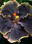 100 Seeds(25% Off) / Black