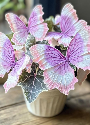 Begonia 'Meteor Butterfly'🦋