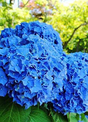 Hydrangea Seed Bonsai Flower Seeds Hydrangea Perennial Garden Home