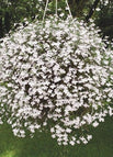 White / 100 Seeds