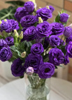 Deep Violet / 100 Seeds
