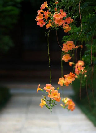 Trumpet Vine