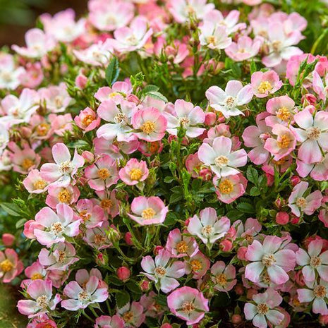 Alpin-Rose