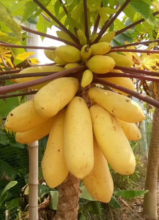 Golden Creamy Papaya Seeds