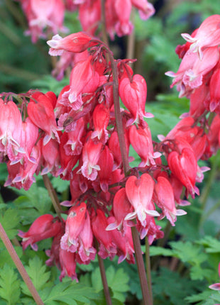 Dicentra formosa 'King of Hearts'