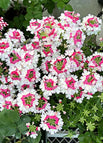 White-Pink / 200 Seeds
