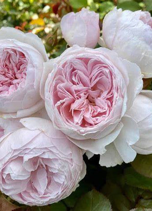 Earth Angel floribunda rose seeds