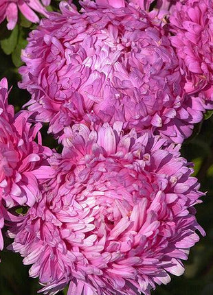 King Size Rose