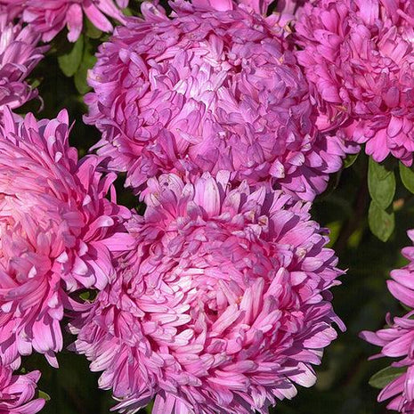King Size Rose