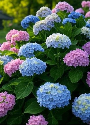 200 pcs Mixed Hydrangea Seeds – Colorful Blooms for Stunning Garden Displays