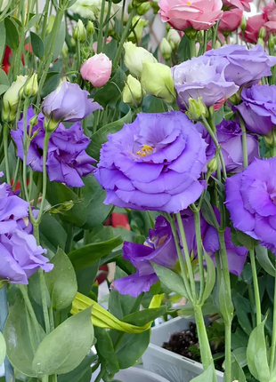 💐Lisianthus - A Sincere and Immutable Love
