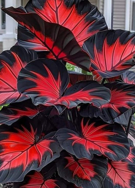 800Pcs Hosta Seeds – Giant Elephant Ear Style Foliage | Lush Shade-Loving Perennial | Perfect for Borders, Walkways & Woodland Gardens | Fast-Growing, Low Maintenance & Eye-Catching Greenery