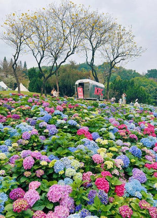 Hydrangea Seeds 50 seeds Mixed Color Seeds Perennial Flowers for Vibrant Garden Displays Hardy and Easy to Grow Perfect for Landscaping and Gardening Projects