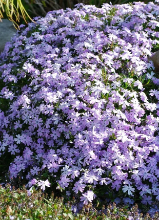 💐Vibrant Tapestry of Color ✨Creeping Phlox Seeds, Shibazakura Seeds