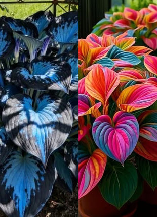 🔥Premium Rare Hosta Seeds🌿Shade-Tolerant Plant