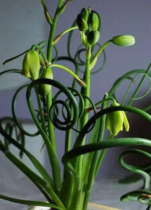 Egrow 100Pcs/Bag Sprial Grass Seeds Green Succulents Plants Garden DIY Bonsai Potted Flower Seed