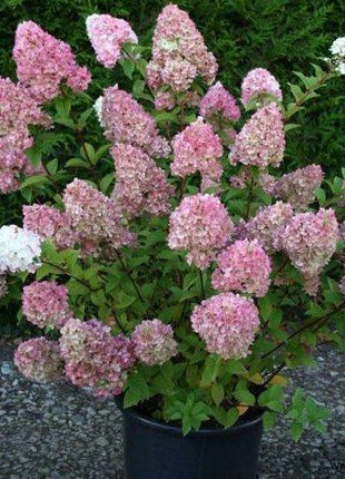 Strawberry Hydrangea Flowers Seeds Mixed Color Plants Home Garden Flower Seeds