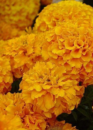 Hydrangea Seed: Unlock Nature's Beauty